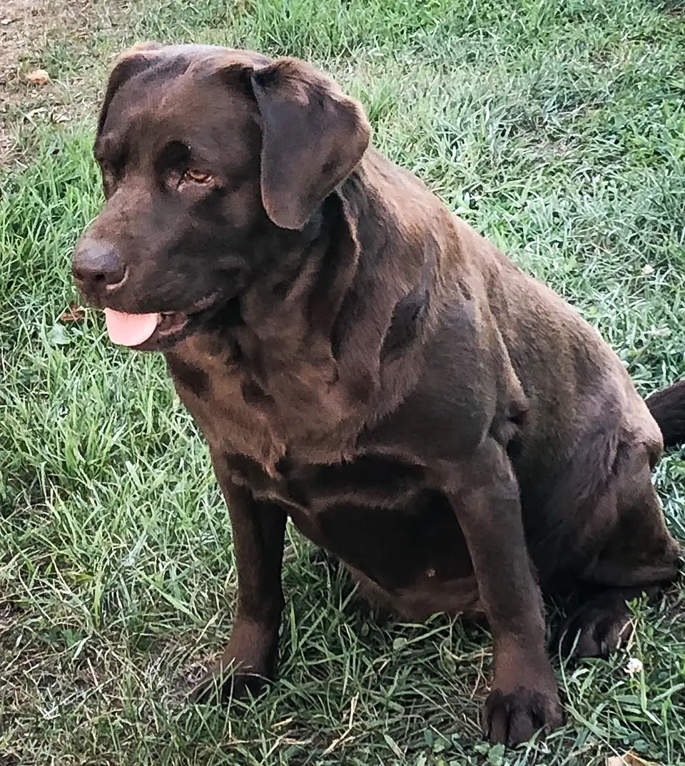 Mele Retriever Run’s Got That Of Falling Fowl