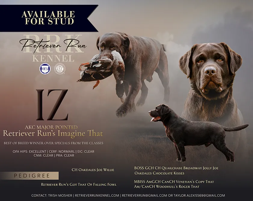 Retriever Run's Imagine That (IZ) available for stud.