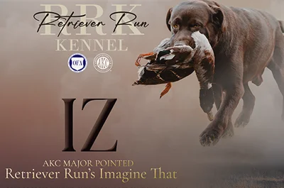 Retriever Run's Imagine That (IZ) available for stud.